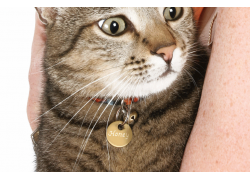 MEDALLA-LATÓN-DORADO-DIAM.-22-MM-10-UNIDADES