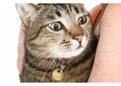 MEDALLA-ALUMINIO-ESTRELLA-27X27-MM-NEGRO-10-UDS