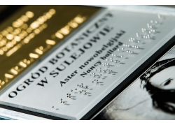 LASER-REVERSE-TRANSPARENTE/ORO-1-6