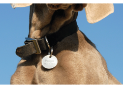 MEDALLA-LATÓN-NIQUELADO-DIAM.-25-MM-1-UNIDAD